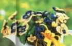 Анютины глазки крючком: мастер класс по сбору композиции из цветочков Вязание крючком цветы анютины глазки схема